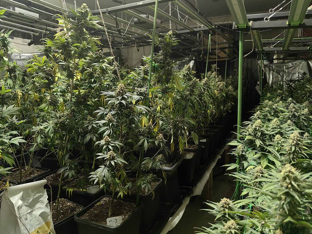 наркооранжерия Варна