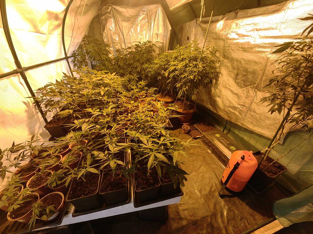 наркооранжерия Варна