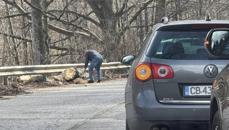 d - ЗА ПОРЕДЕН ПЪТ: Дърво падна на Петрохан, шофьори сами го рязаха