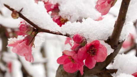 овошки сняг