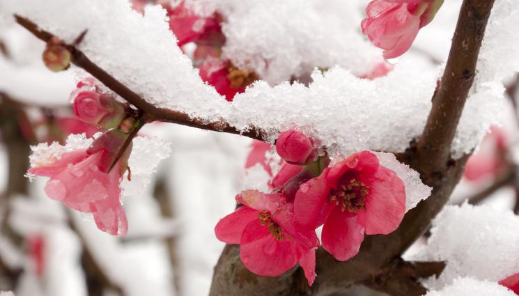 овошки сняг - Агро Телеграф: Студ след затопляне, риск за овошките