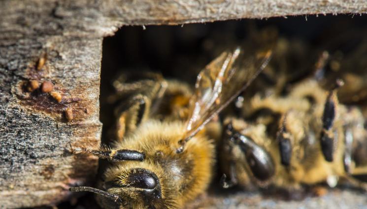 пчели - Агро Телеграф: Мор по пчелите след зимата