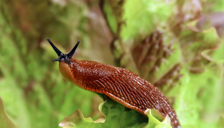 плужек - Агро Телеграф: Поканете плужеците на чаша тъмна бира