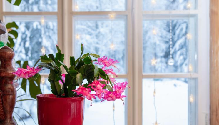 коледниче - Агро Телеграф: Сега е моментът да се погрижим за коледничето