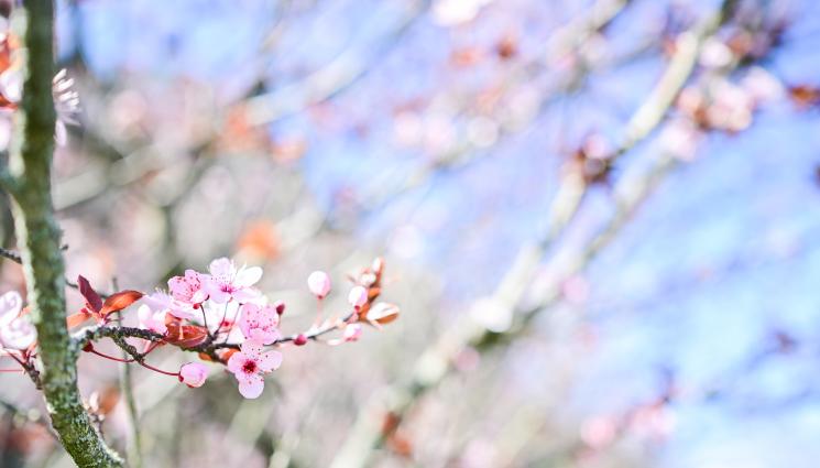 овошка - СЛЕД ИЗМРЪЗВАНЕТО НА ОВОШКИТЕ: Държавата компенсира земеделците!