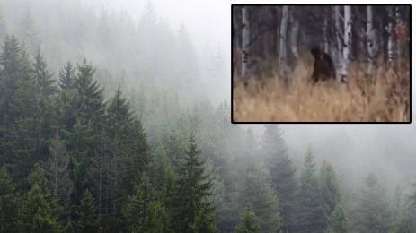 Голямата стъпка