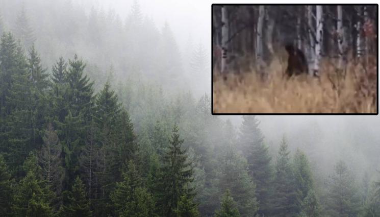 Голямата стъпка - МИСТЕРИЯ: Голямата стъпка броди из Родопите! (ВИДЕО)