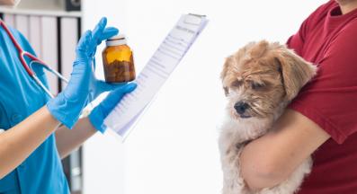 калций кучета