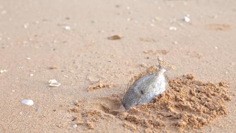 мъртва риба