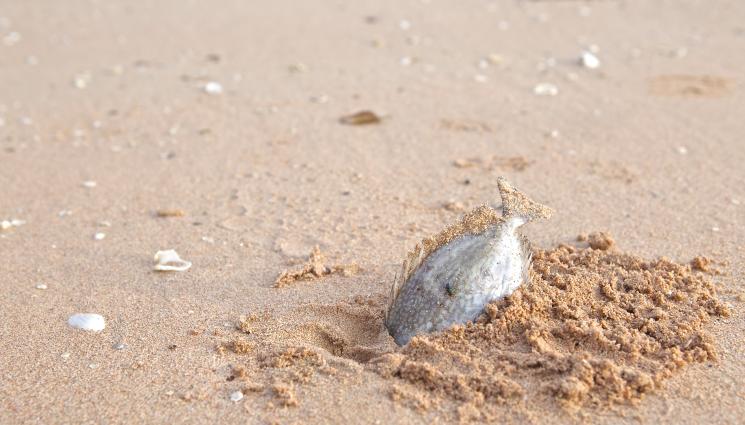 мъртва риба - ЗЛОВЕЩО! Мъртва риба и странна пяна заляха австралийски плажове (СНИМКА)