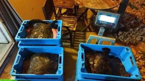 Калкан улов риба