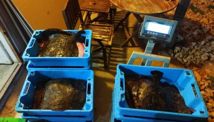 Калкан улов риба - ДЕЛИКАТЕС: Дариха над 100 кила калкан на нуждаещи се