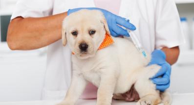 куче ваксинация