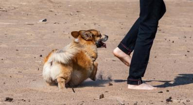 куче разгонване