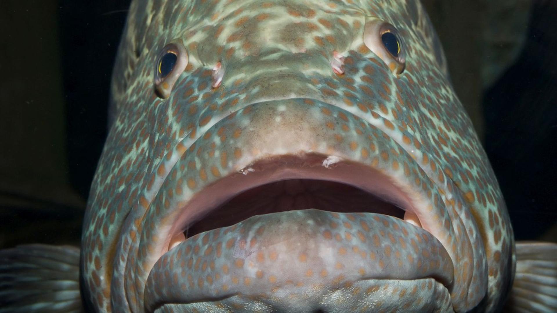 Някога наричана най грознaта риба в света заради безформената си буцеста външност