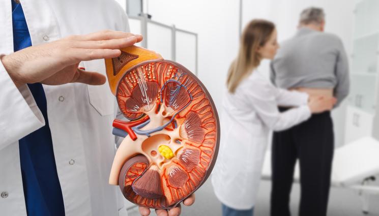 бъбреци - ЗЛАТНО ВРЕМЕ: С бъбреците шега не бива, 5 причини да посетите уролог!