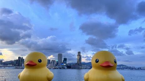 гумени патета