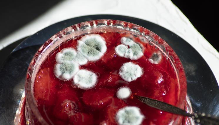 мухъл - ЗЛАТНО ВРЕМЕ: Мухъл: Когато сладкото стане отрова