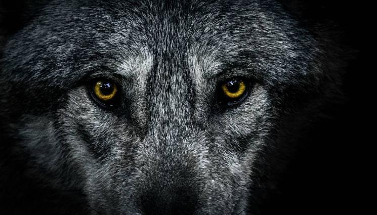 вълк - Продадоха най-скъпото куче в света! (ВИДЕО+СНИМКИ)