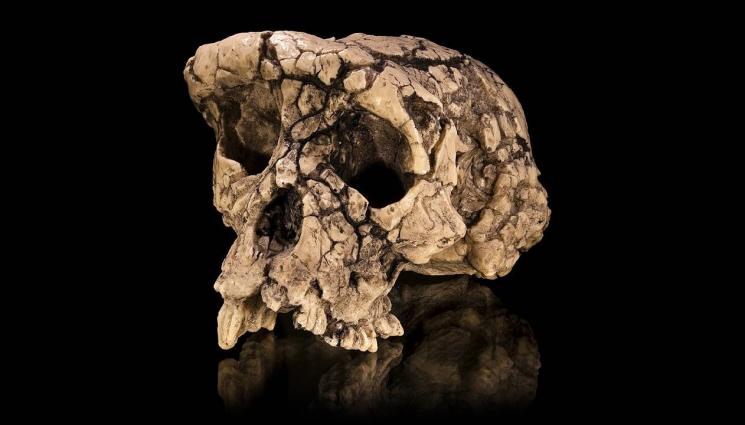 череп древен човек хоминини - Открити са най-древните хора в Европа