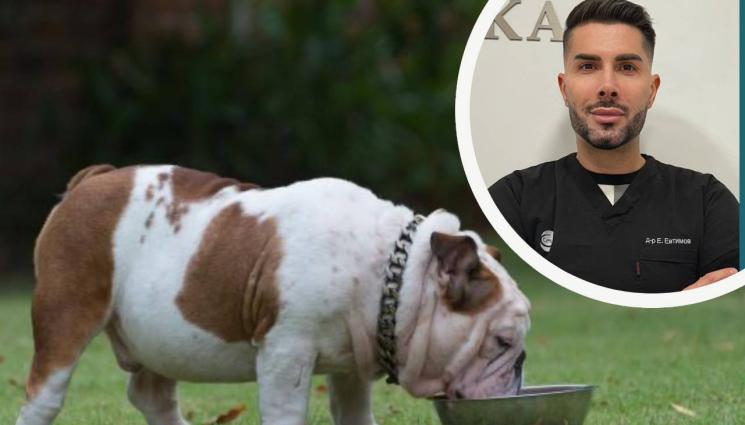 кучета - Кои породи кучета са склонни към затлъстяване?