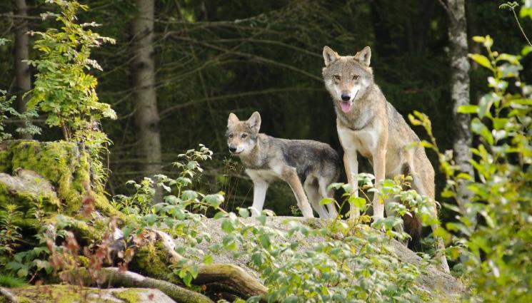 вълци - И ЛОВЕЦ СЪМ, И РИБАР СЪМ: Напаст в Трънския край: Вълци и чакали гонят дивите свине