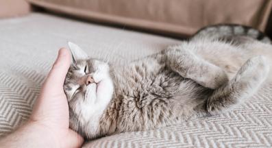 Домашна котка