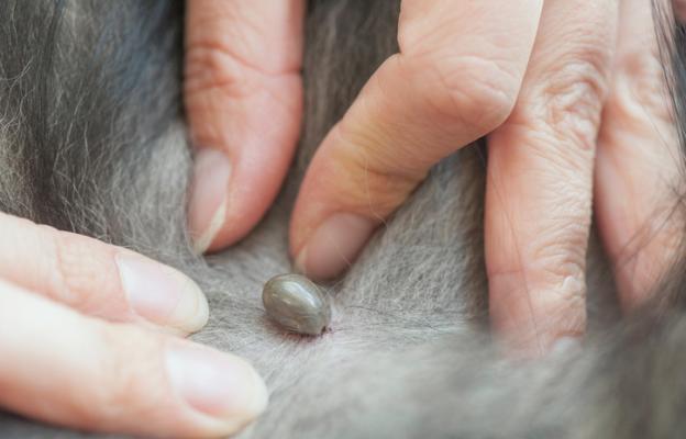 куче кърлеж