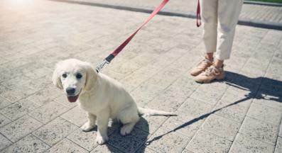 кученце разходка