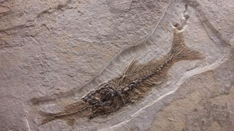 риба скелет