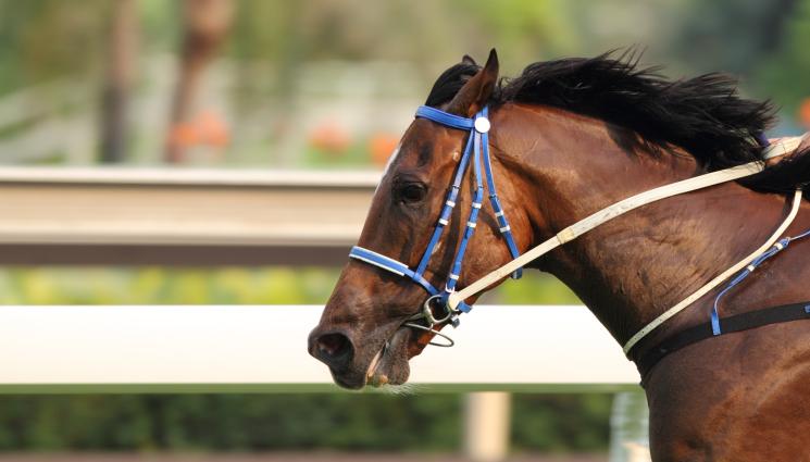 кон - ШОК ВЪВ ВЛАДИМИРОВО: Състезателен кон помете 72-годишен мъж на надбягвания!