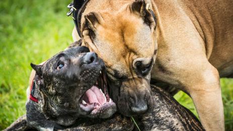 кучешки боеве