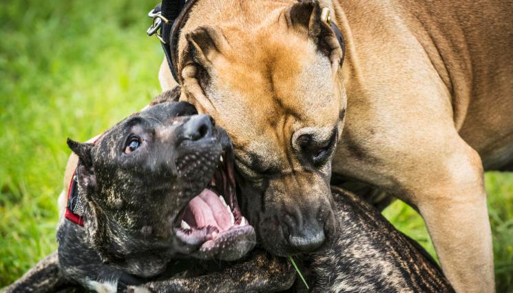 кучешки боеве - СКАНДАЛ В САНДАНСКИ: Нелегални кучешки боеве шокират града!