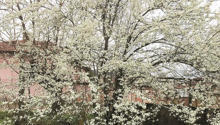 джанка - Агро Телеграф: Разцъфват джанки, сливи и праскови