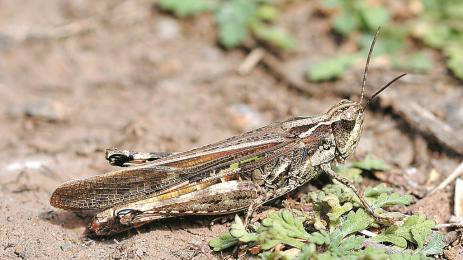 марокански скакалци