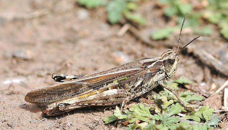 марокански скакалци - Агро Телеграф: Марокански скакалци заплашват нивите до Русе
