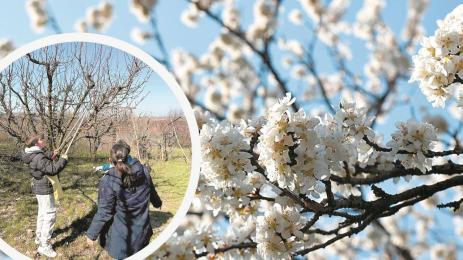 овошки деца