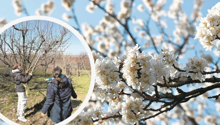 овошки деца - Агро Телеграф: Ученици варосват, подрязват и окопават кайсиева градина