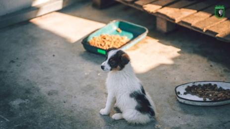 Приют Ямбол