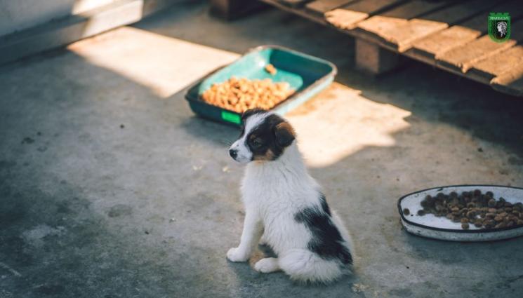 Приют Ямбол - ДОБРО ДЕЛО: Все повече хора осиновяват куче от приюта в Ямбол! (СНИМКИ)