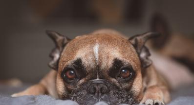 куче хълцане