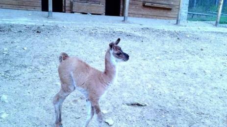 зоопарк лама