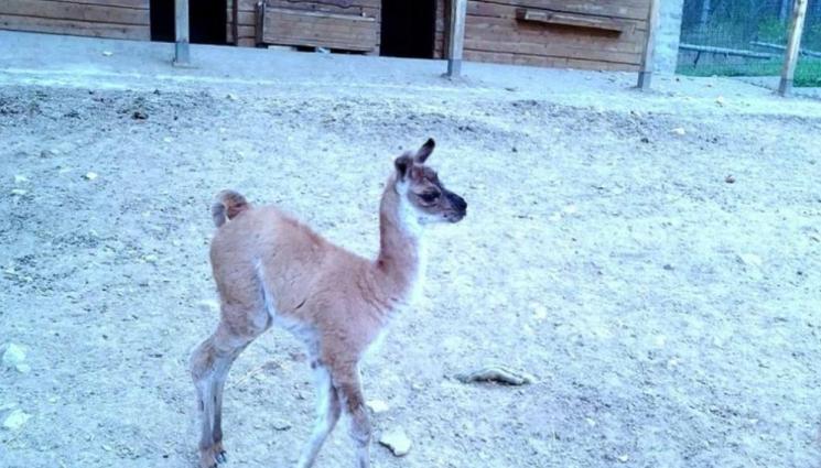 зоопарк лама - ЩЪРКЕЛЪТ КАЦНА В ЗООПАРКА: Роди се ламата Катя (ВИДЕО)