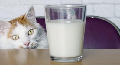 Котка и мляко