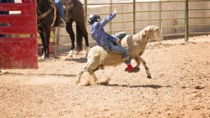 Детско родео с овце: Тазгодишното издание на „Mutton Bustin“ се проведе в щата Колорадо