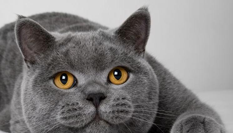 котки - Изверги тровят котки с антифриз!