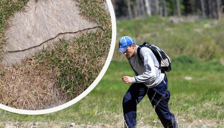гъсеница на влакче - ВНИМАНИЕ: Плъзнаха гъсеници „на влакче“!