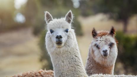 алпака алпаки