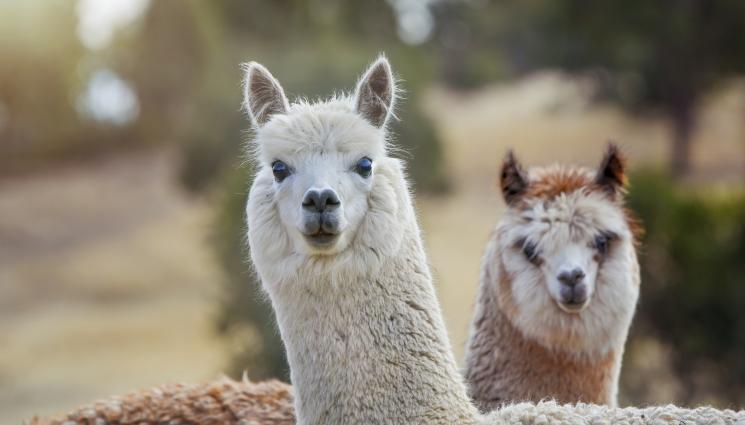 алпака алпаки - НОВА УСЛУГА: Алпаки успокояват пенсионери и ученици