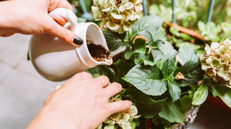 хортензия кафе